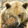 Techi Bear
