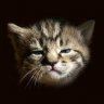 Kitty
