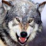 Arkansaswolf