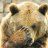 Techi Bear