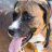DigitalDawg1