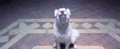 Dog-dogs-39667336-120-49.gif